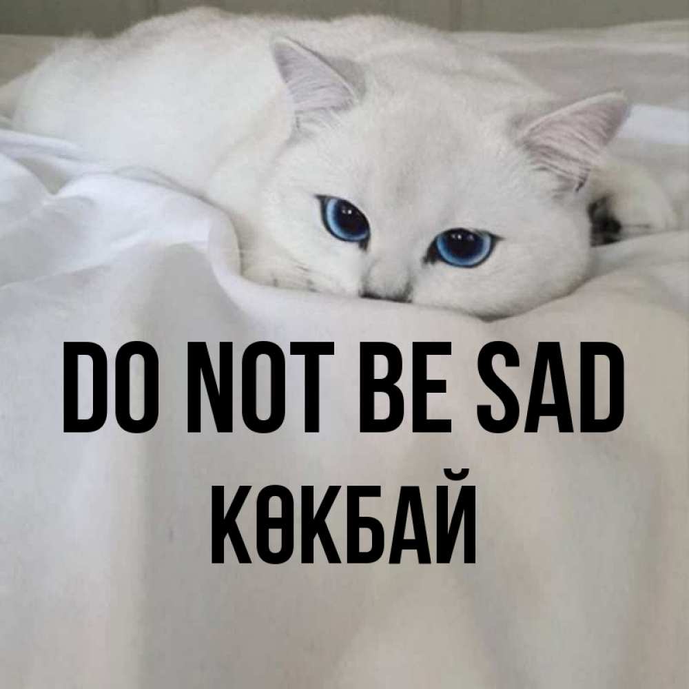 Greetings card с именем, Көкбай Do not be sad Голубоглазая кошка Greetings with text for free download 