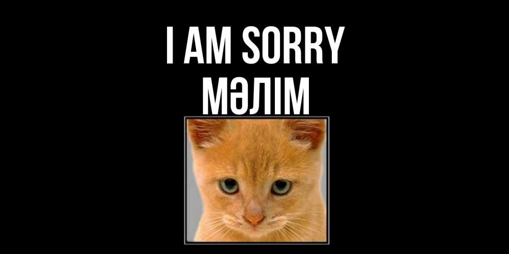 Greetings card с именем, МӘЛІМ I am sorry рыжий грустный кот просит прощения Greetings with text for free download 