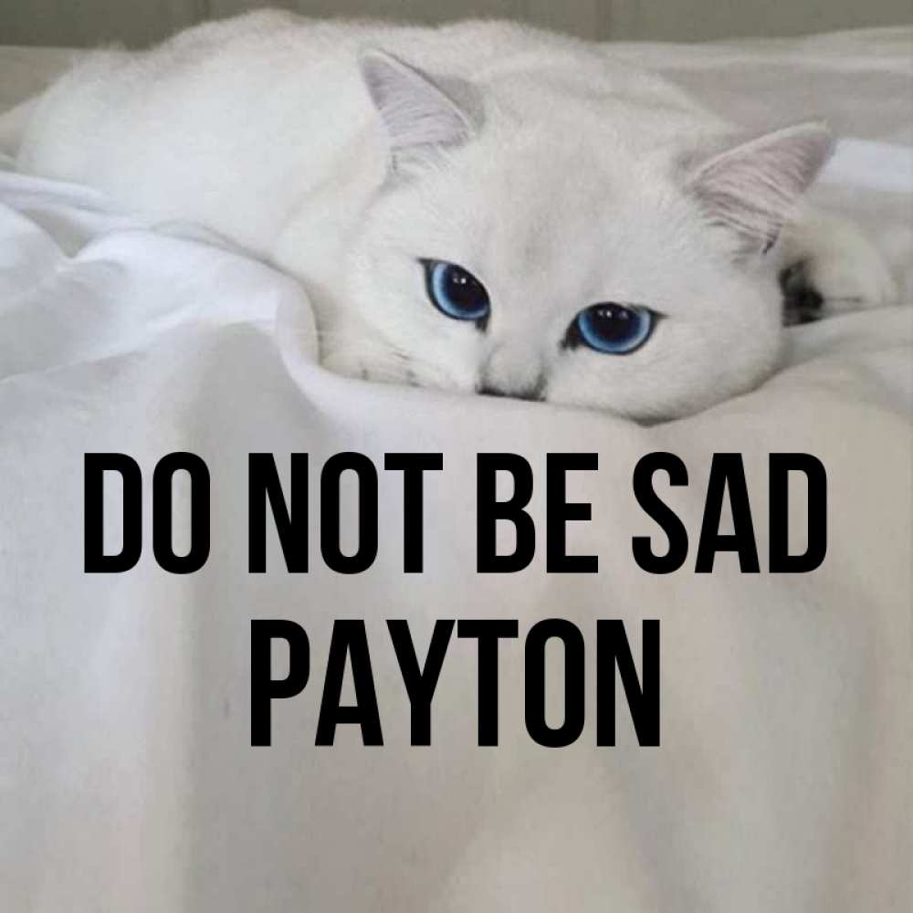 Greetings card с именем, Payton Do not be sad Голубоглазая кошка Greetings with text for free download 
