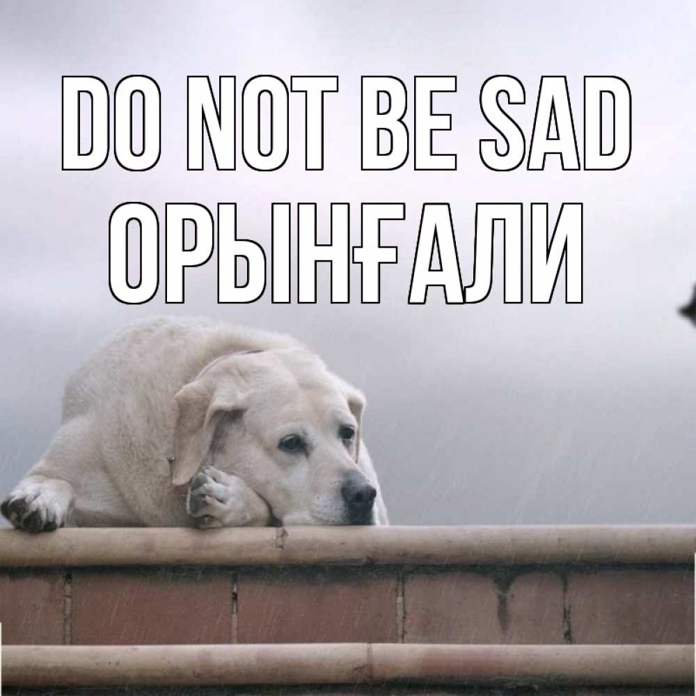 Greetings card с именем, ОРЫНҒАЛИ Do not be sad белый пес 1 Greetings with text for free download 