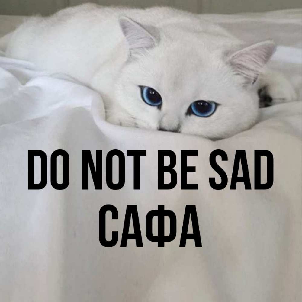 Greetings card с именем, САФА Do not be sad Голубоглазая кошка Greetings with text for free download 