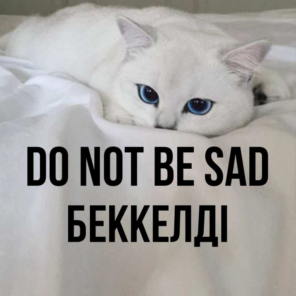 Greetings card с именем, Беккелді Do not be sad Голубоглазая кошка Greetings with text for free download 