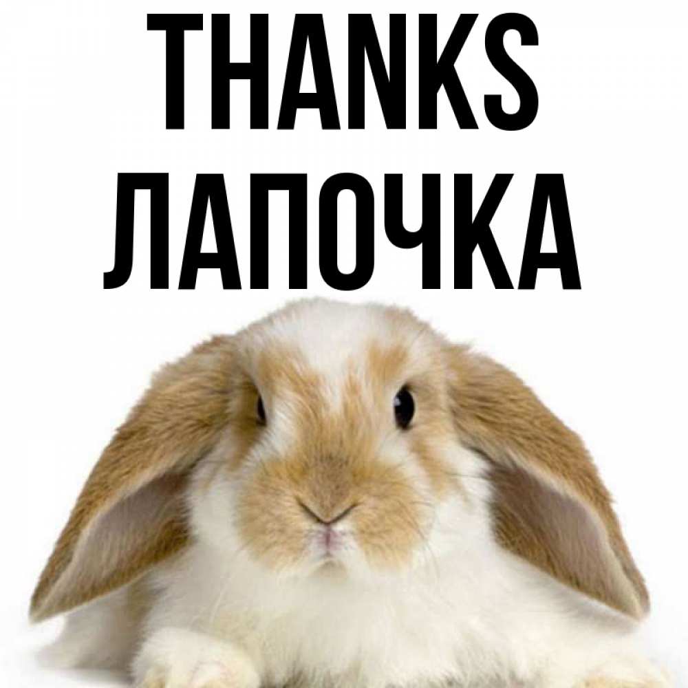Greetings card с именем, Лапочка Thanks коричнево белый заяц Greetings with text for free download 