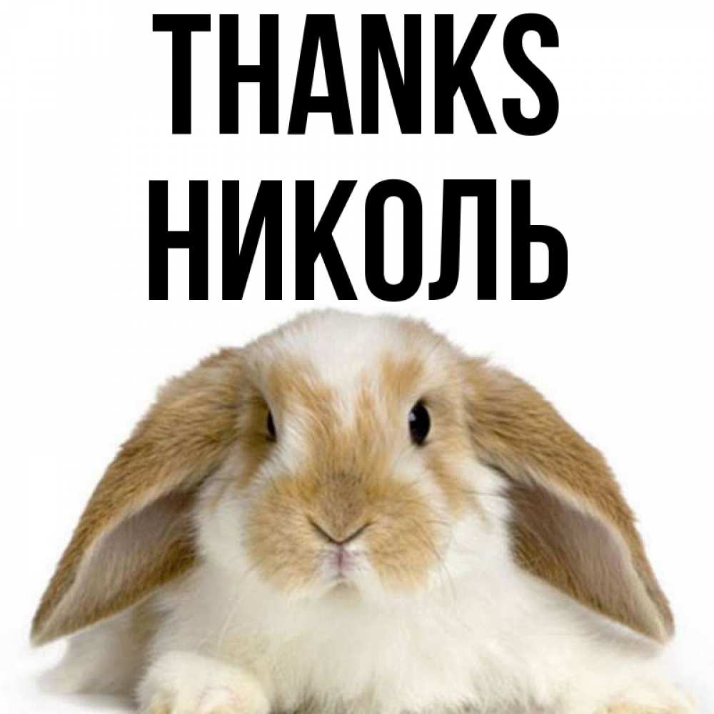 Greetings card с именем, Николь Thanks коричнево белый заяц Greetings with text for free download 