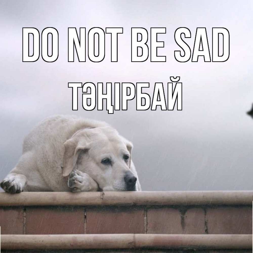 Greetings card с именем, ТӘҢІРБАЙ Do not be sad белый пес 1 Greetings with text for free download 