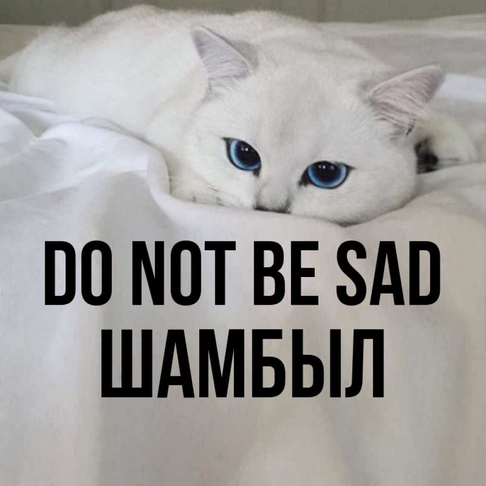 Greetings card с именем, ШАМБЫЛ Do not be sad Голубоглазая кошка Greetings with text for free download 