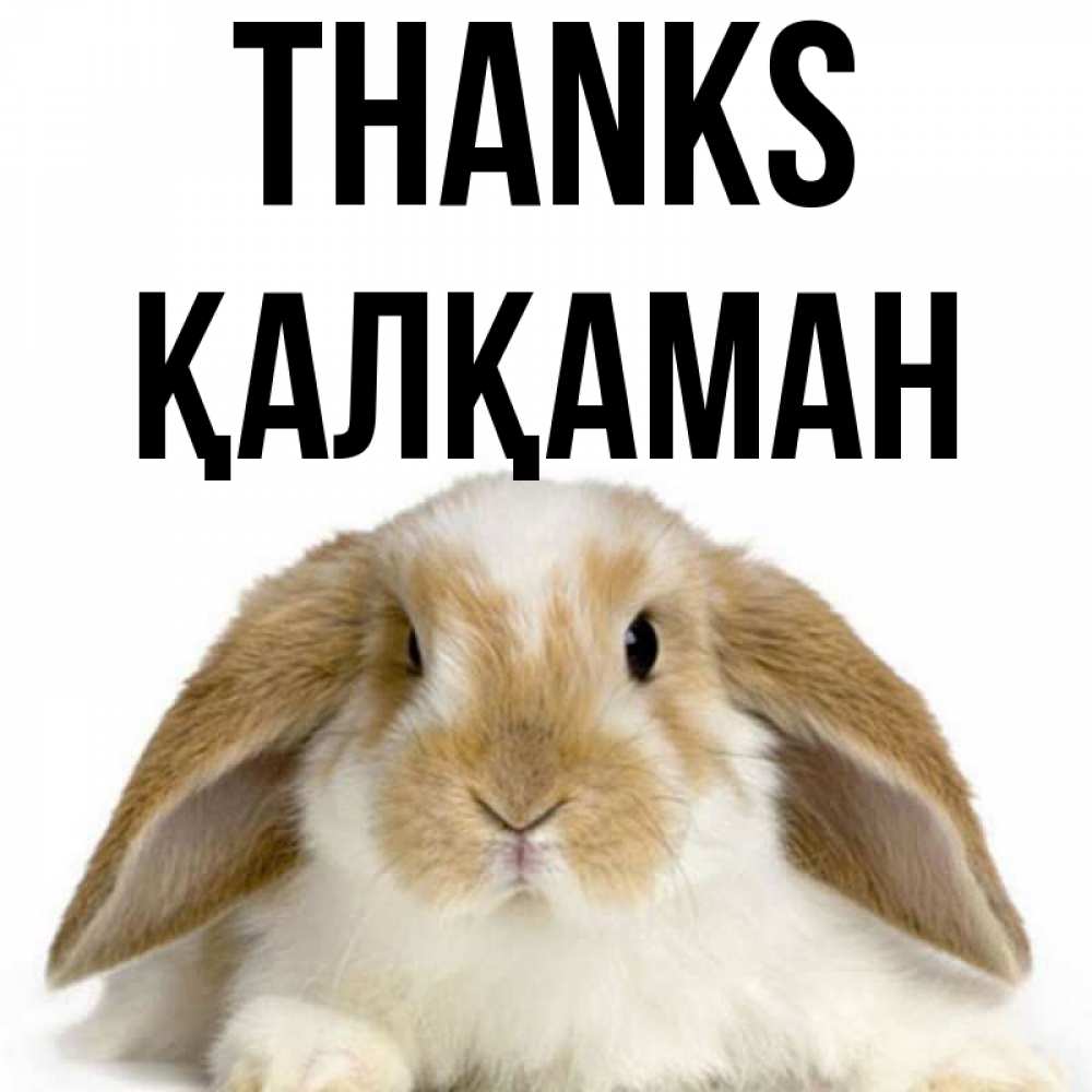 Greetings card с именем, Қалқаман Thanks коричнево белый заяц Greetings with text for free download 