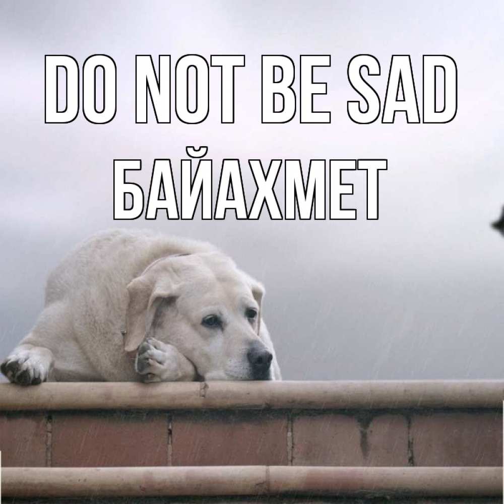 Greetings card с именем, Байахмет Do not be sad белый пес 1 Greetings with text for free download 