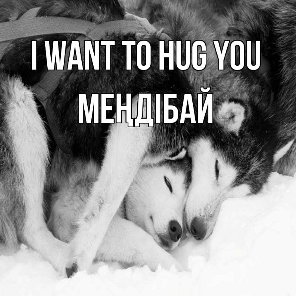 Greetings card с именем, МЕҢДІБАЙ I want to hug you собачки в упряжке Greetings with text for free download 