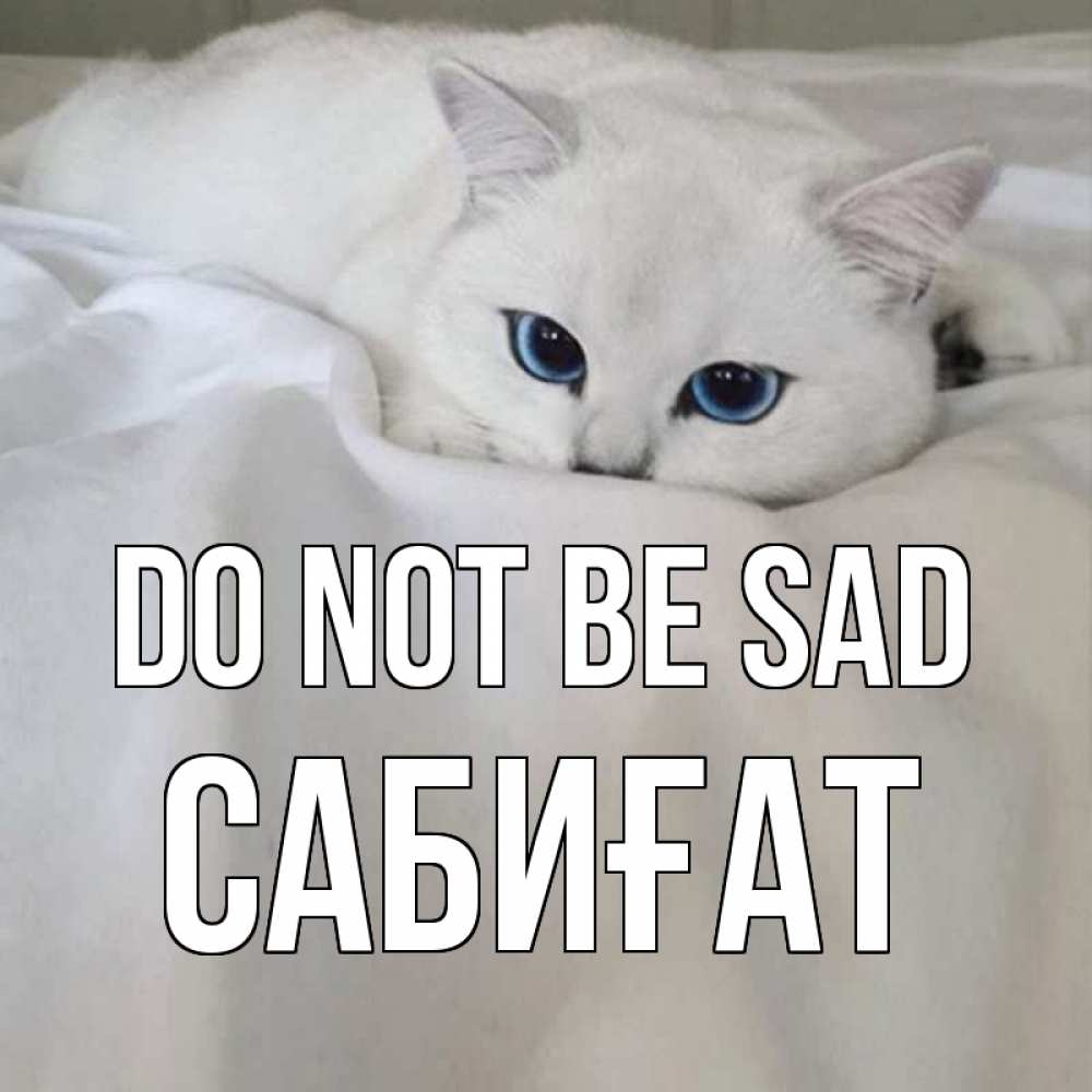 Greetings card с именем, САБИҒАТ Do not be sad белый кот с голубыми глазами на белоснежной кровати Greetings with text for free download 
