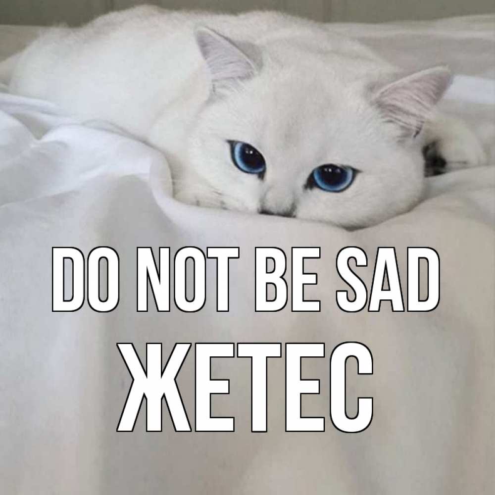 Greetings card с именем, Жетес Do not be sad белый кот с голубыми глазами на белоснежной кровати Greetings with text for free download 