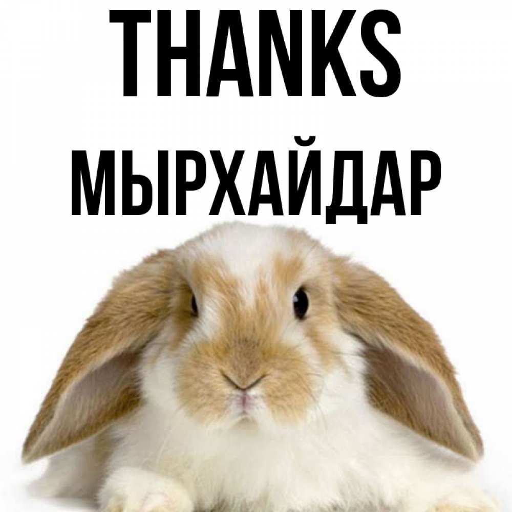 Greetings card с именем, МЫРХАЙДАР Thanks коричнево белый заяц Greetings with text for free download 
