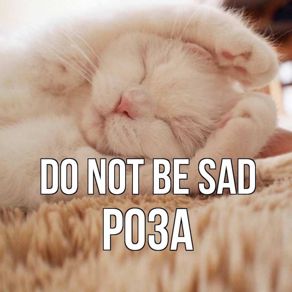 Greetings card с именем, РОЗА Do not be sad белый кот Greetings with text for free download 