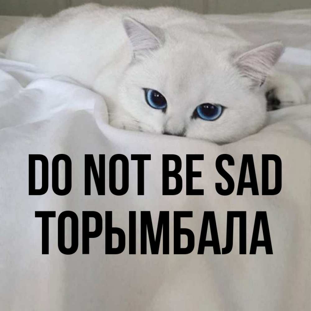 Greetings card с именем, ТОРЫМБАЛА Do not be sad Голубоглазая кошка Greetings with text for free download 