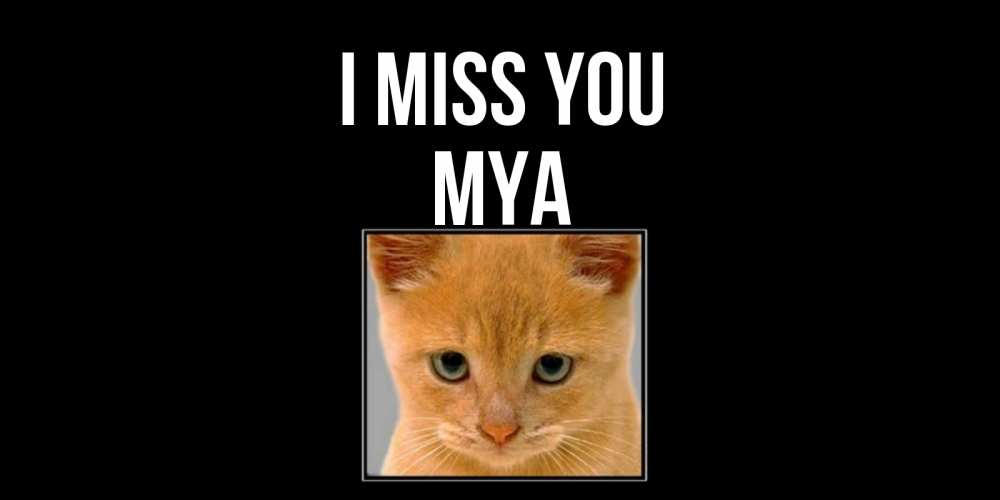 Greetings card с именем, Mya I miss you открытки рыжий котенок скучает по тебе Greetings with text for free download 
