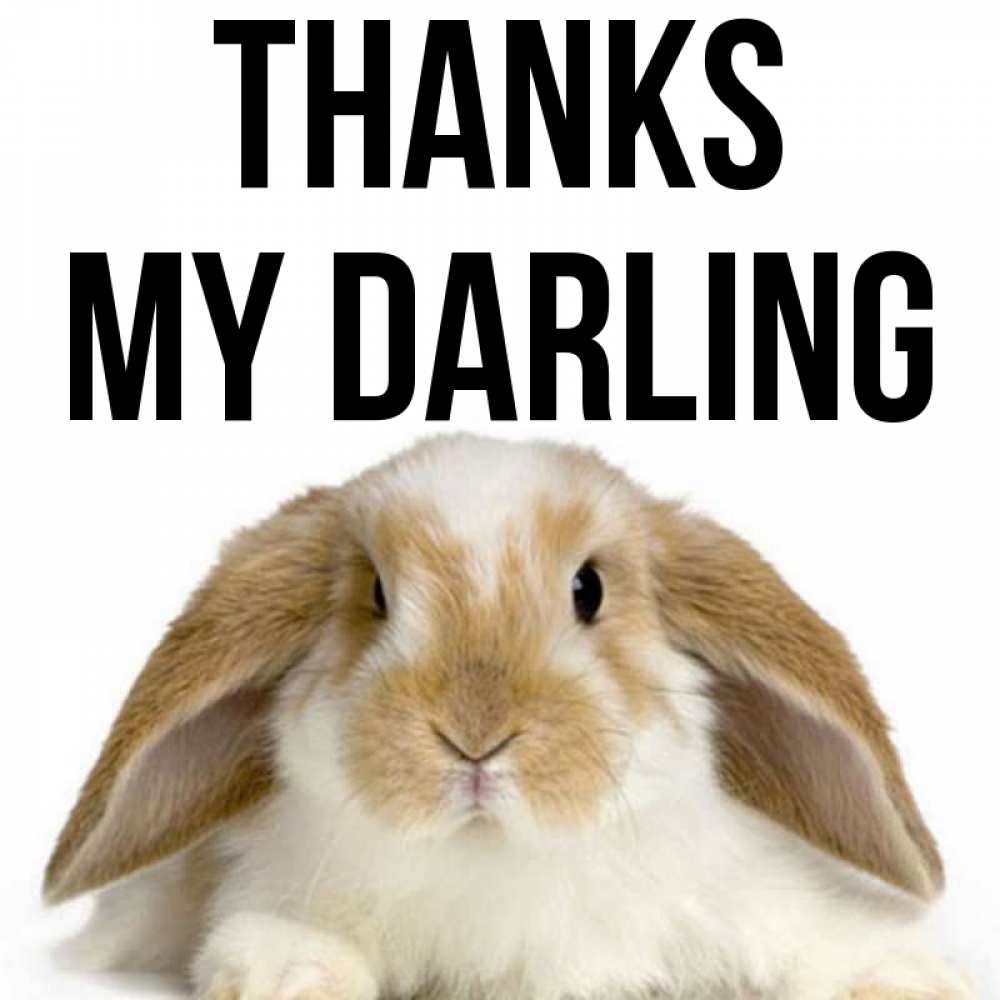 Greetings card с именем, my-darling Thanks коричнево белый заяц Greetings with text for free download 