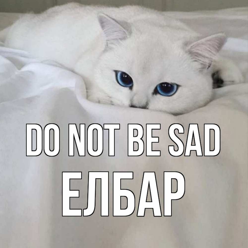 Greetings card с именем, Елбар Do not be sad белый кот с голубыми глазами на белоснежной кровати Greetings with text for free download 