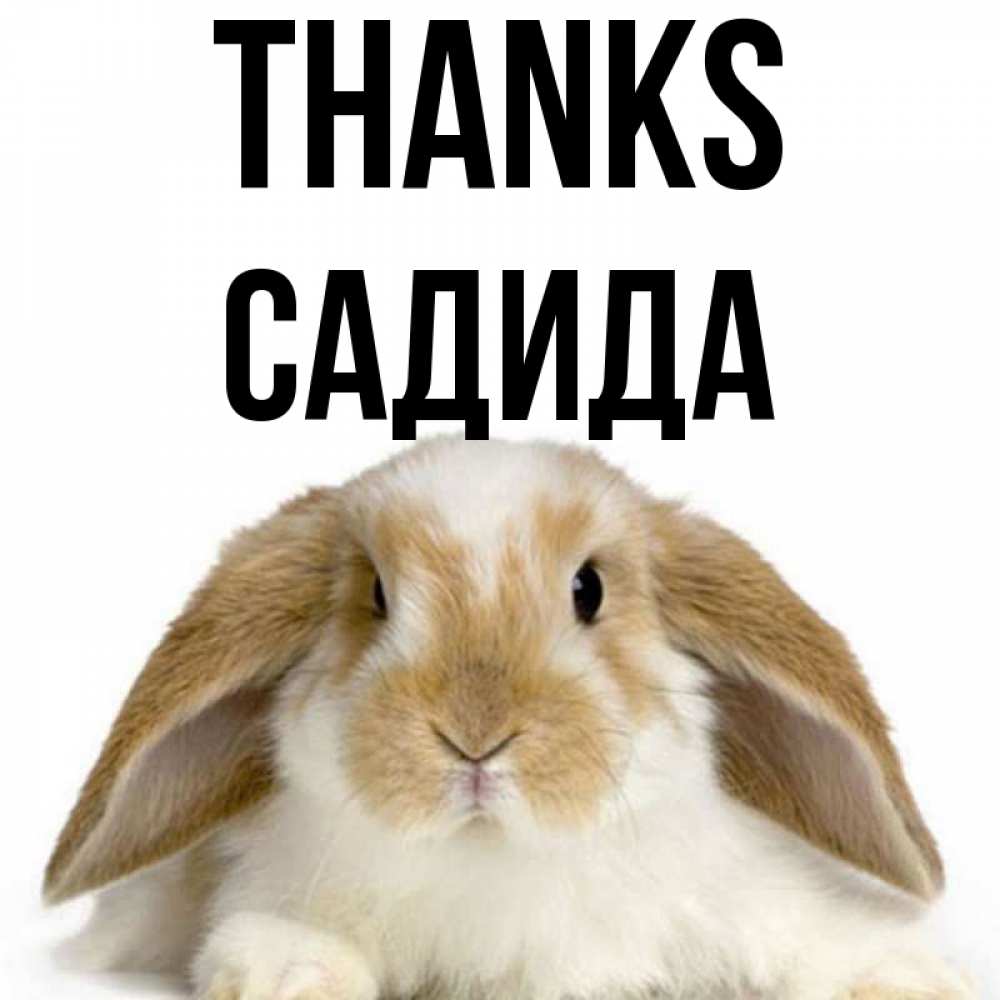 Greetings card с именем, САДИДА Thanks коричнево белый заяц Greetings with text for free download 