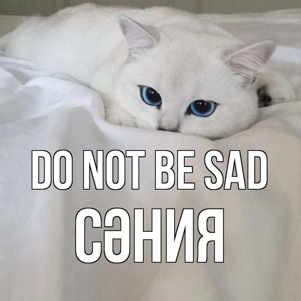Greetings card с именем, СӘНИЯ Do not be sad белый кот с голубыми глазами на белоснежной кровати Greetings with text for free download 