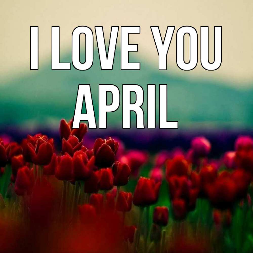 Greetings card с именем, April I love you тюльпаны 4 Greetings with text for free download 