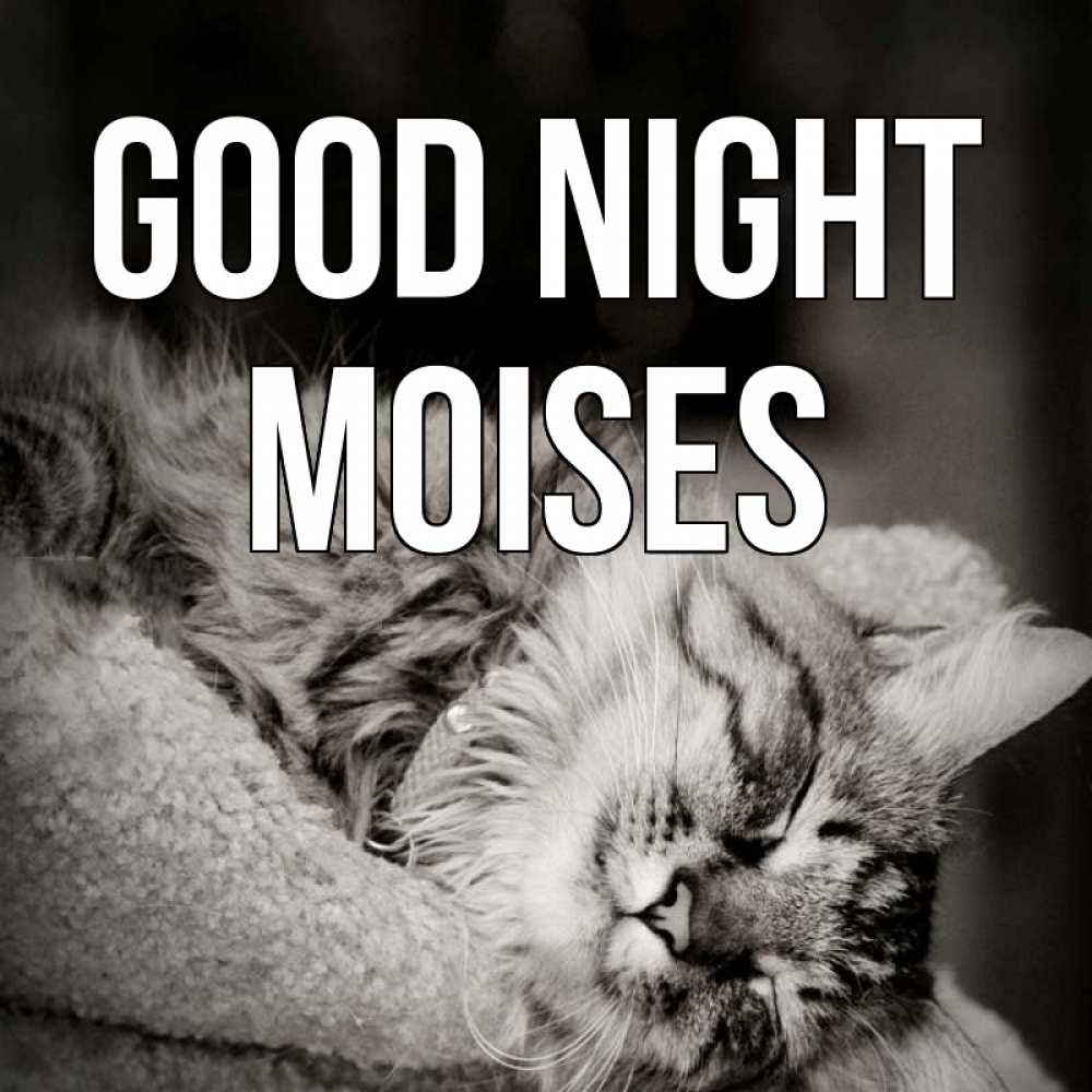 Greetings card с именем, Moises Good night котярик пушистый Greetings with text for free download 