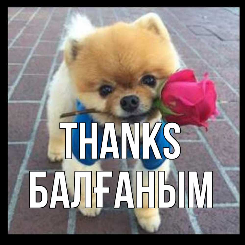 Greetings card с именем, БАЛҒАНЫМ Thanks спасибо и дарю тебе цветок Greetings with text for free download 