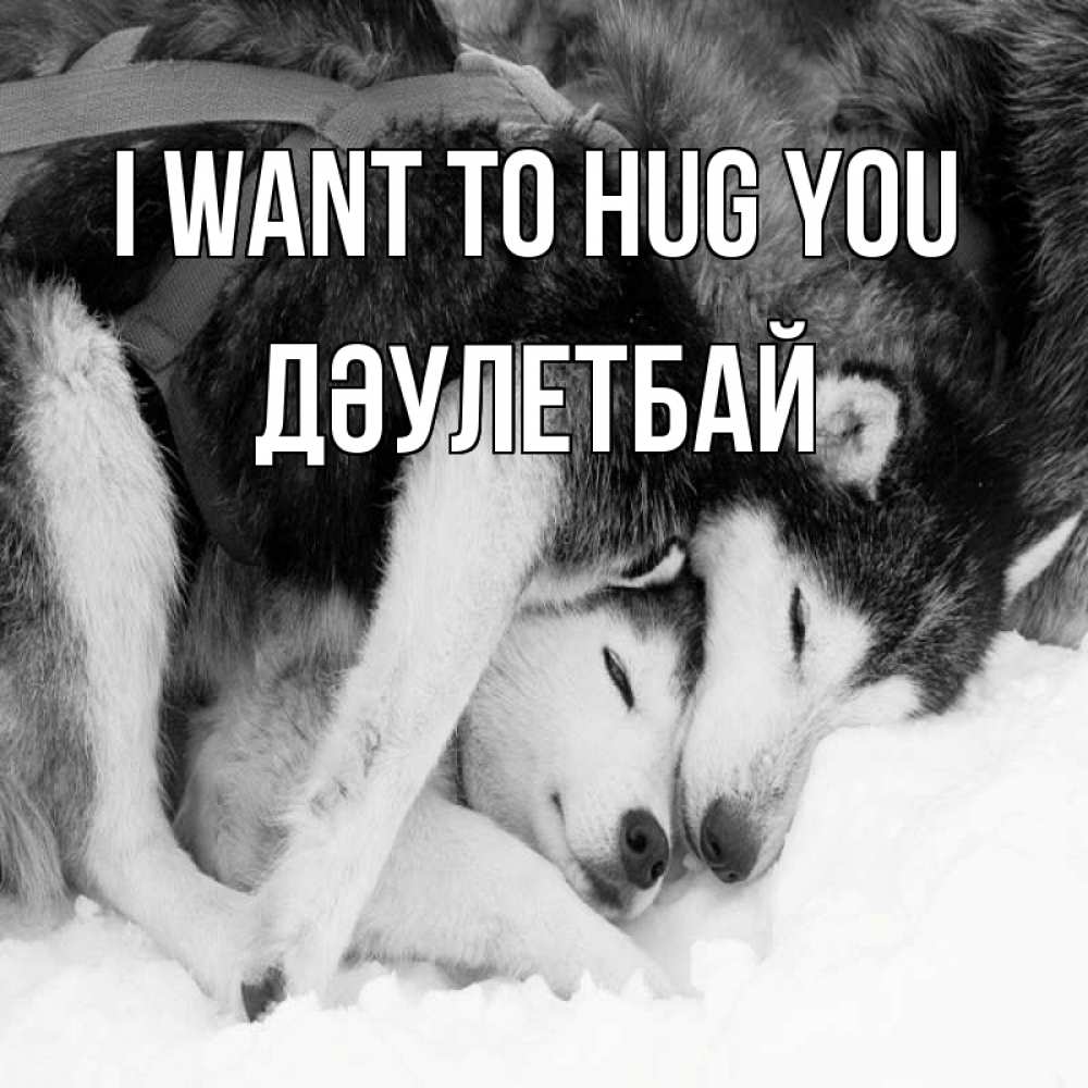 Greetings card с именем, Дәулетбай I want to hug you собачки в упряжке Greetings with text for free download 
