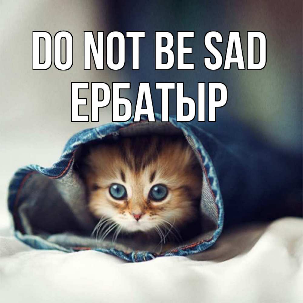 Greetings card с именем, Ербатыр Do not be sad кот в одежде Greetings with text for free download 