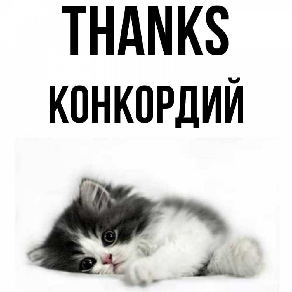 Greetings card с именем, Конкордий Thanks черный и белый кот Greetings with text for free download 