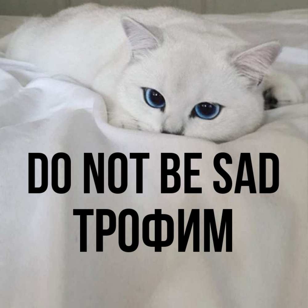 Greetings card с именем, Трофим Do not be sad Голубоглазая кошка Greetings with text for free download 