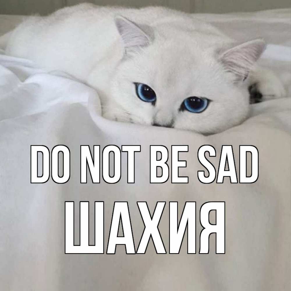 Greetings card с именем, ШАХИЯ Do not be sad белый кот с голубыми глазами на белоснежной кровати Greetings with text for free download 