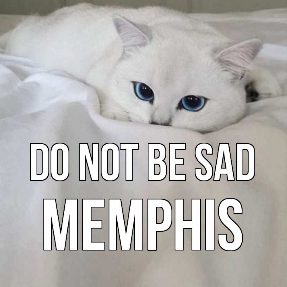 Greetings card с именем, Memphis Do not be sad белый кот с голубыми глазами на белоснежной кровати Greetings with text for free download 