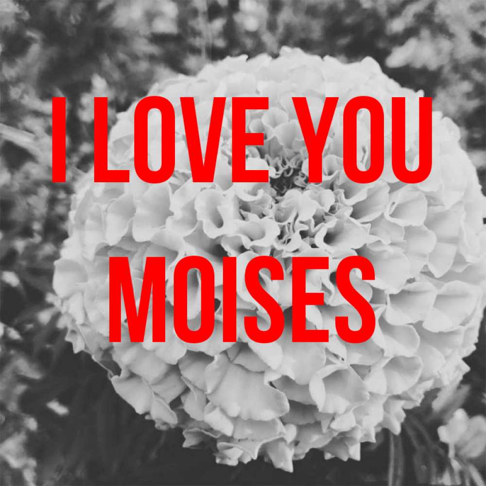 Greetings card с именем, Moises I love you подпись Greetings with text for free download 