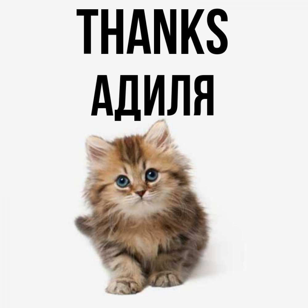 Greetings card с именем, Адиля Thanks пушистый котик Greetings with text for free download 