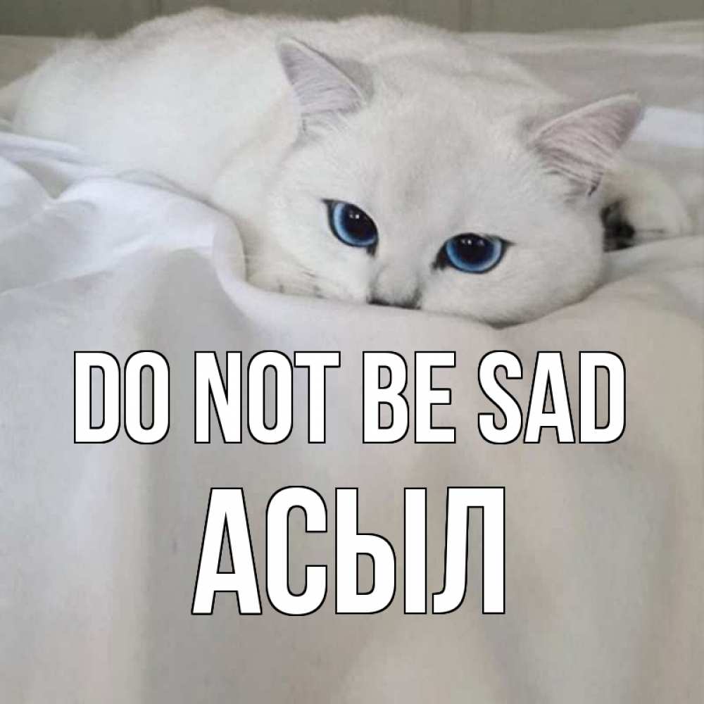 Greetings card с именем, АСЫЛ Do not be sad белый кот с голубыми глазами на белоснежной кровати Greetings with text for free download 