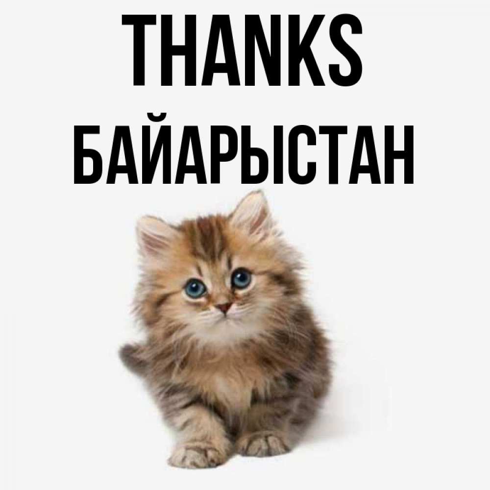 Greetings card с именем, Байарыстан Thanks пушистый котик Greetings with text for free download 