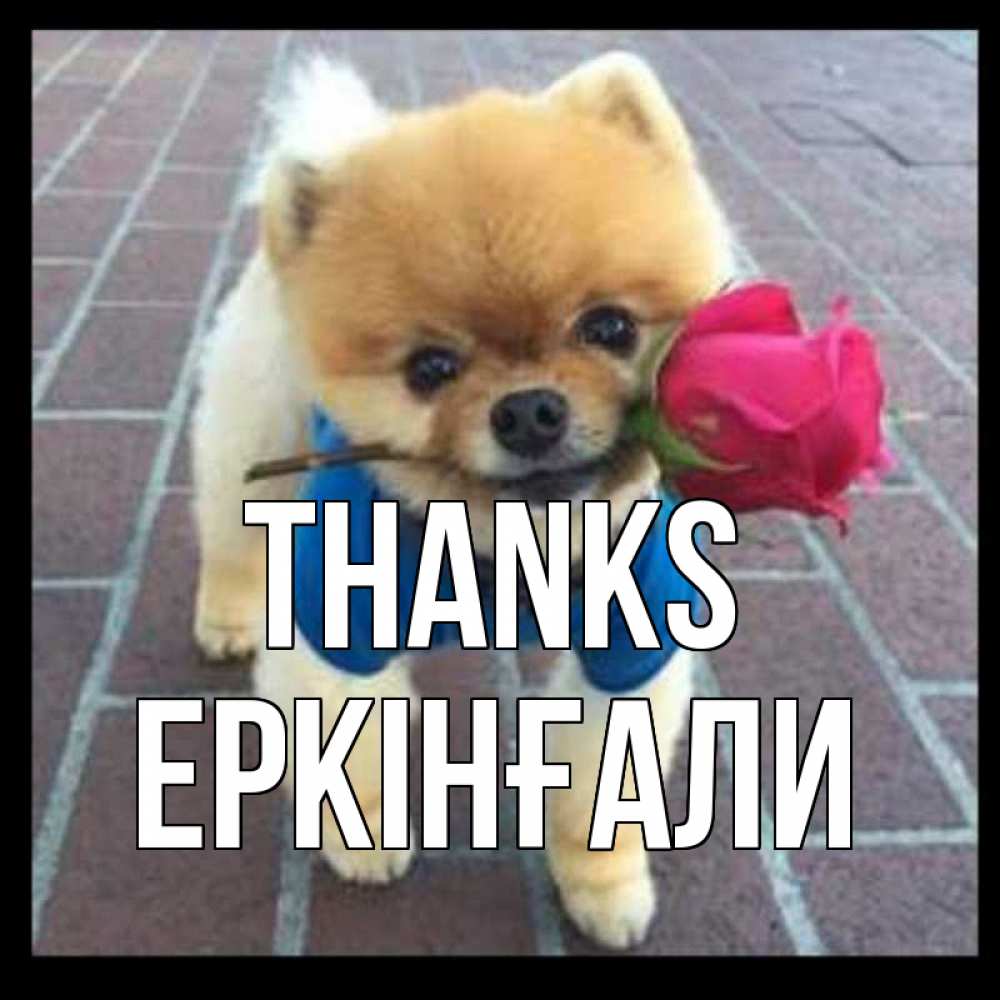 Greetings card с именем, Еркінғали Thanks спасибо и дарю тебе цветок Greetings with text for free download 