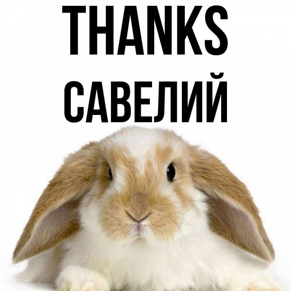 Greetings card с именем, Савелий Thanks коричнево белый заяц Greetings with text for free download 