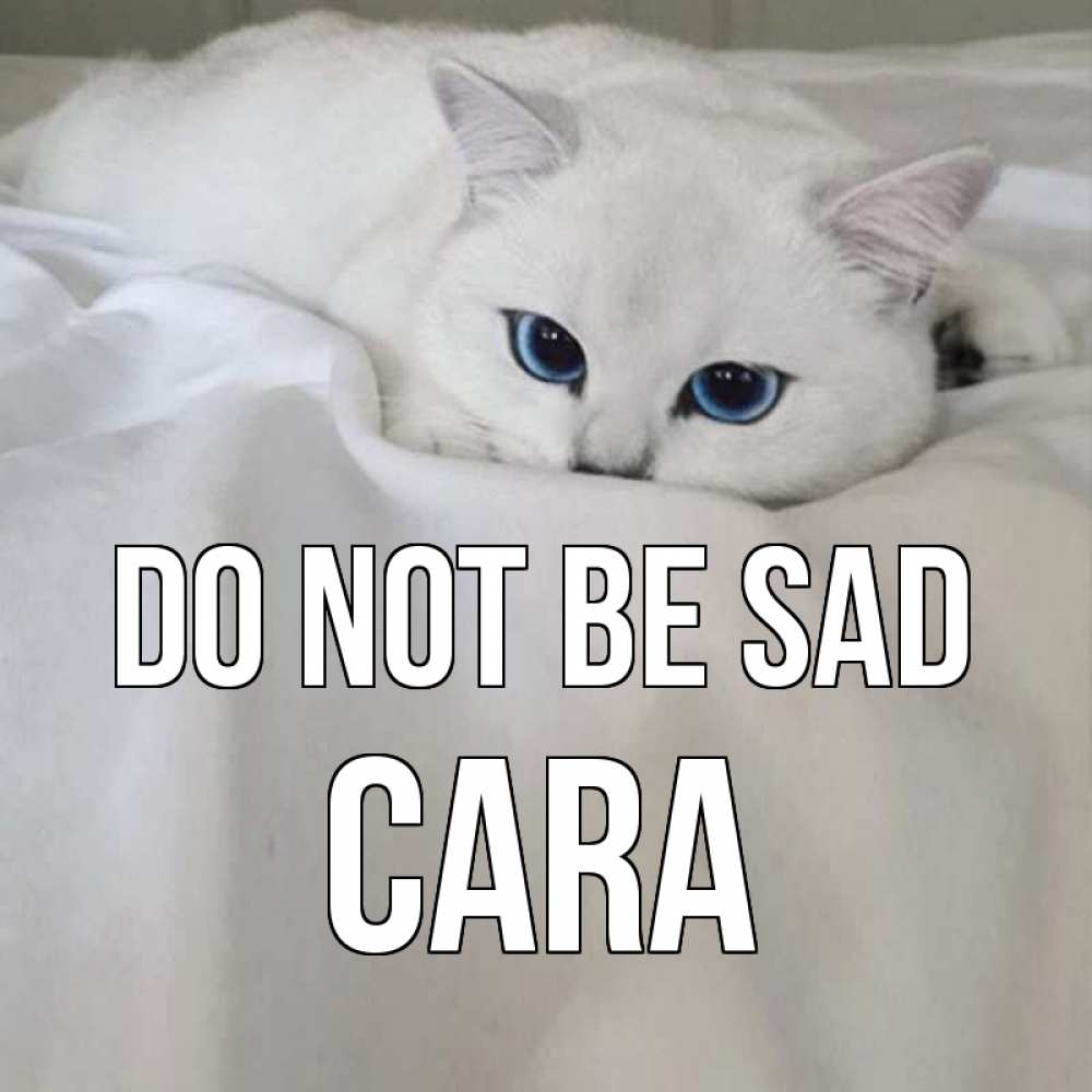 Greetings card с именем, Cara Do not be sad белый кот с голубыми глазами на белоснежной кровати Greetings with text for free download 