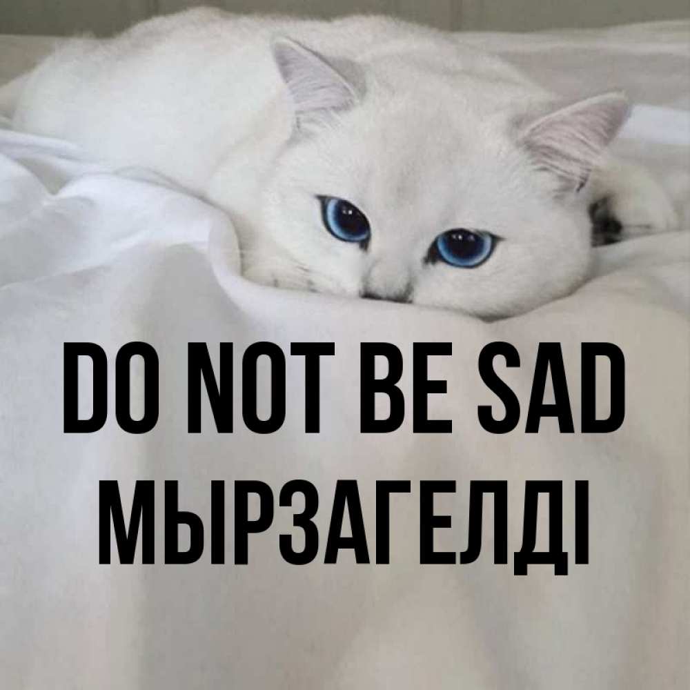 Greetings card с именем, Мырзагелді Do not be sad Голубоглазая кошка Greetings with text for free download 