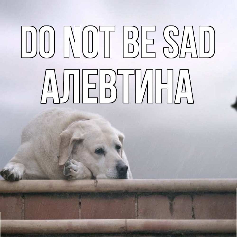 Greetings card с именем, Алевтина Do not be sad белый пес 1 Greetings with text for free download 