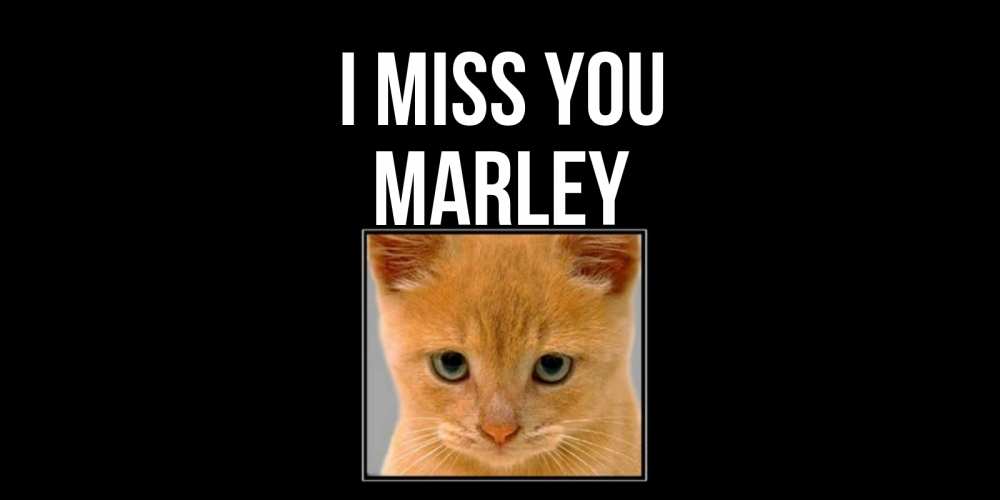 Greetings card с именем, Marley I miss you открытки рыжий котенок скучает по тебе Greetings with text for free download 