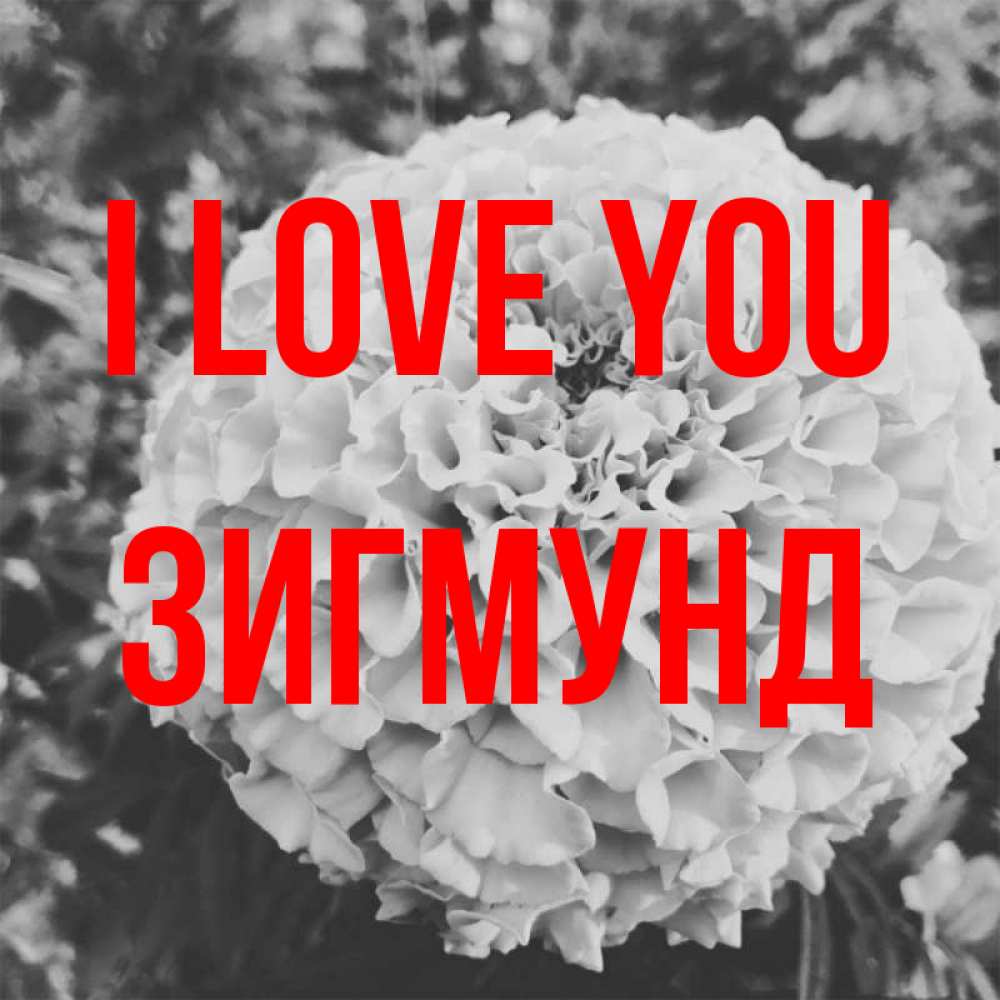 Greetings card с именем, Зигмунд I love you подпись Greetings with text for free download 