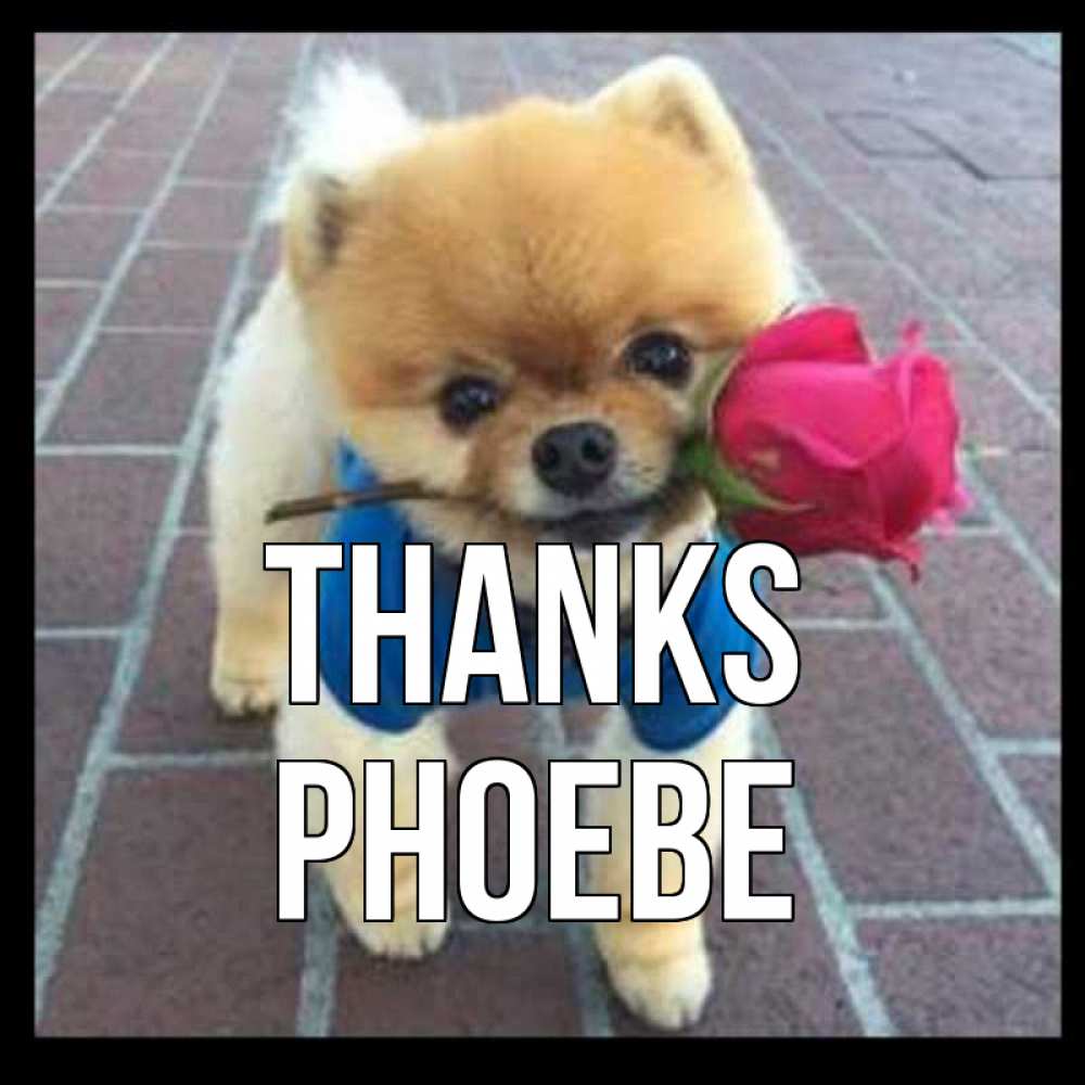 Greetings card с именем, Phoebe Thanks спасибо и дарю тебе цветок Greetings with text for free download 