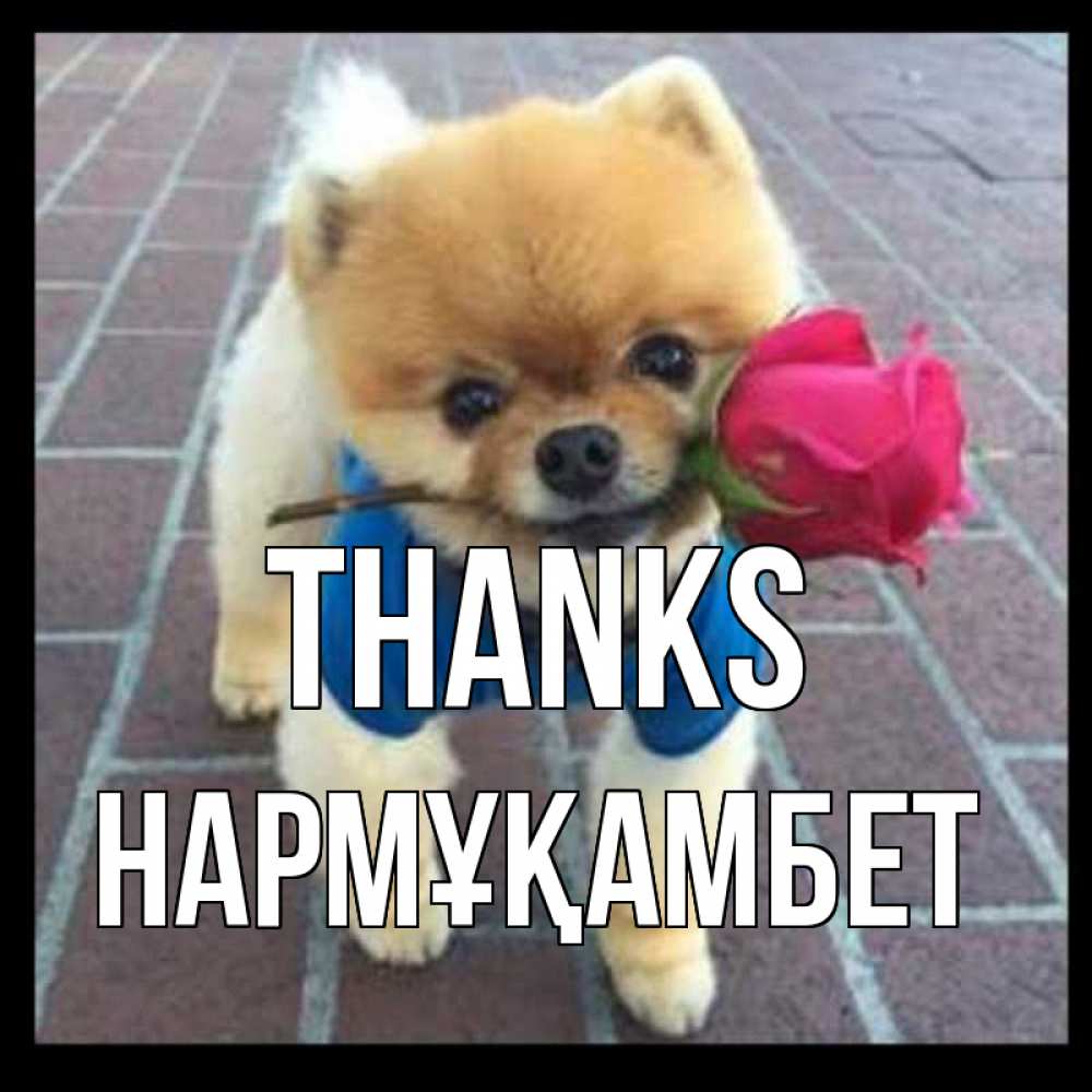 Greetings card с именем, НАРМҰҚАМБЕТ Thanks спасибо и дарю тебе цветок Greetings with text for free download 