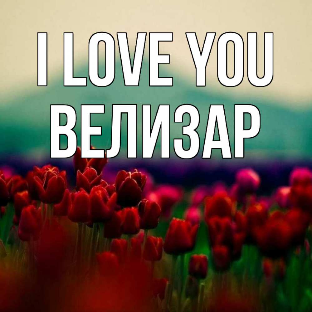 Greetings card с именем, Велизар I love you тюльпаны 4 Greetings with text for free download 
