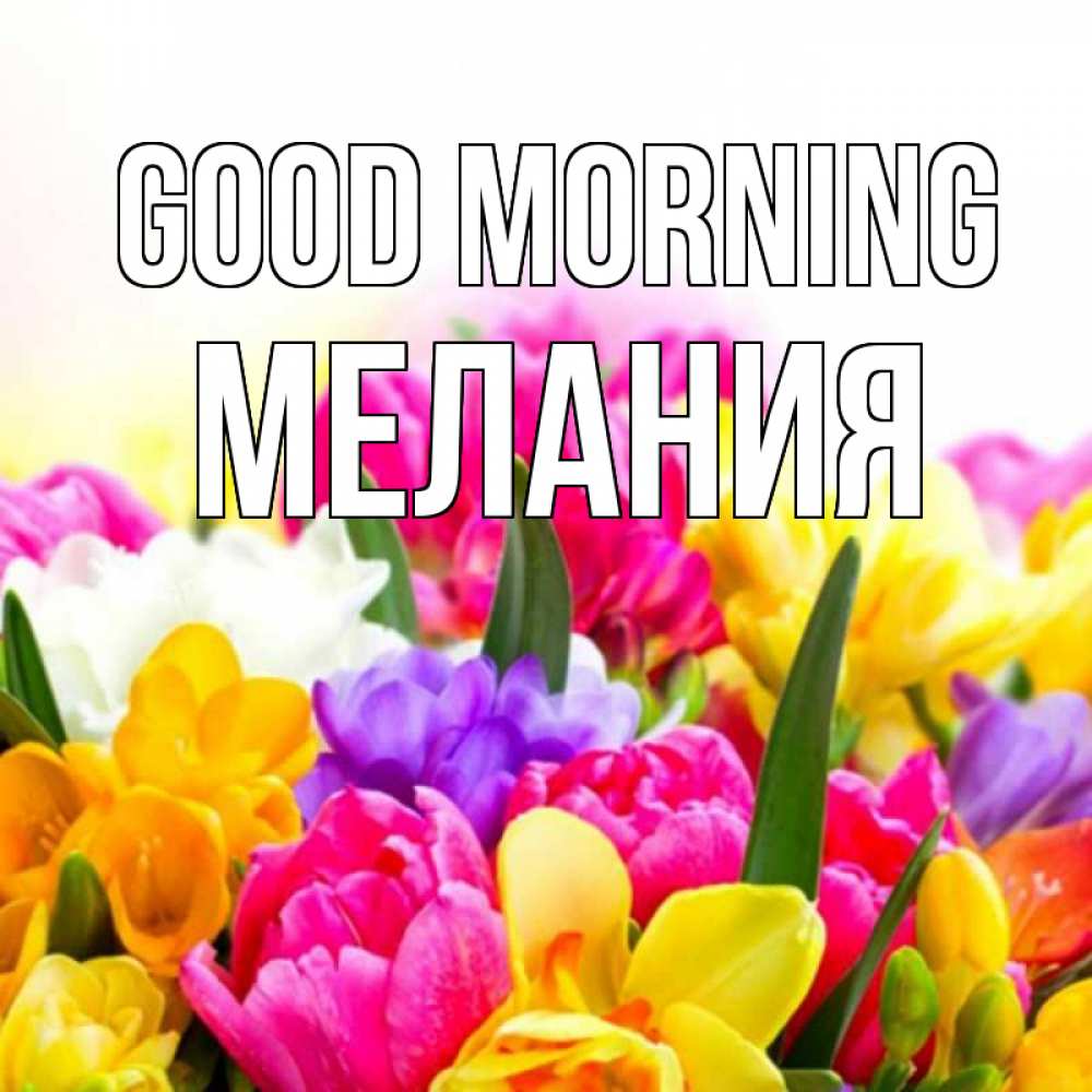 Greetings card с именем, Мелания Good morning создать открытку со свое подписью Greetings with text for free download 