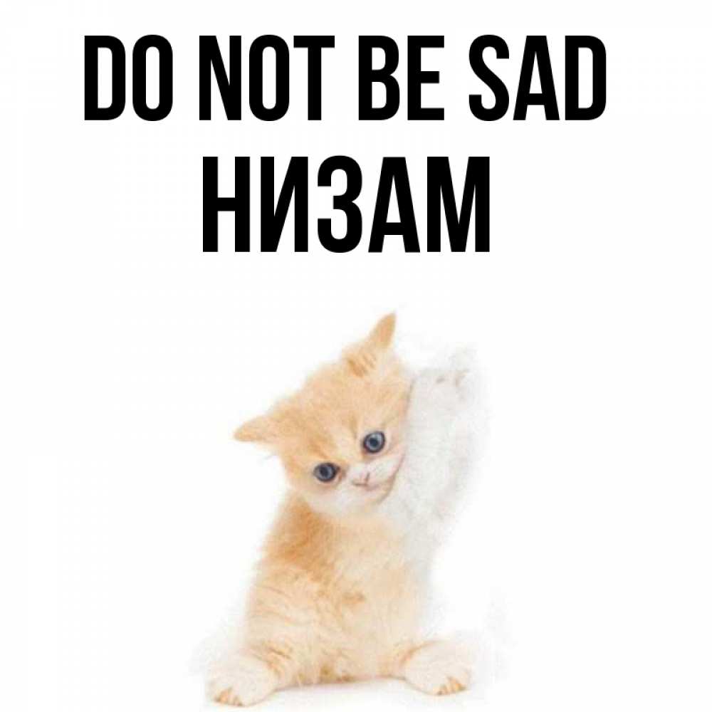Greetings card с именем, НИЗАМ Do not be sad просящий кот Greetings with text for free download 