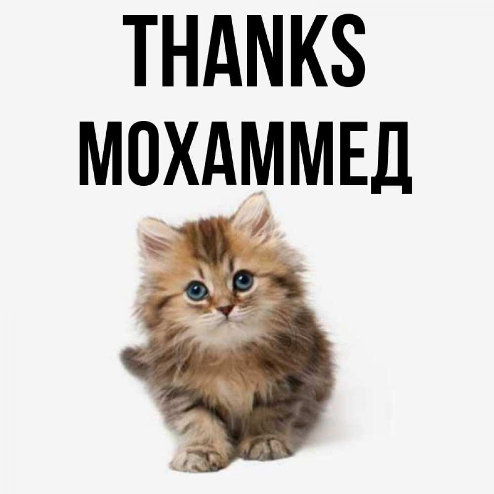 Greetings card с именем, Мохаммед Thanks пушистый котик Greetings with text for free download 