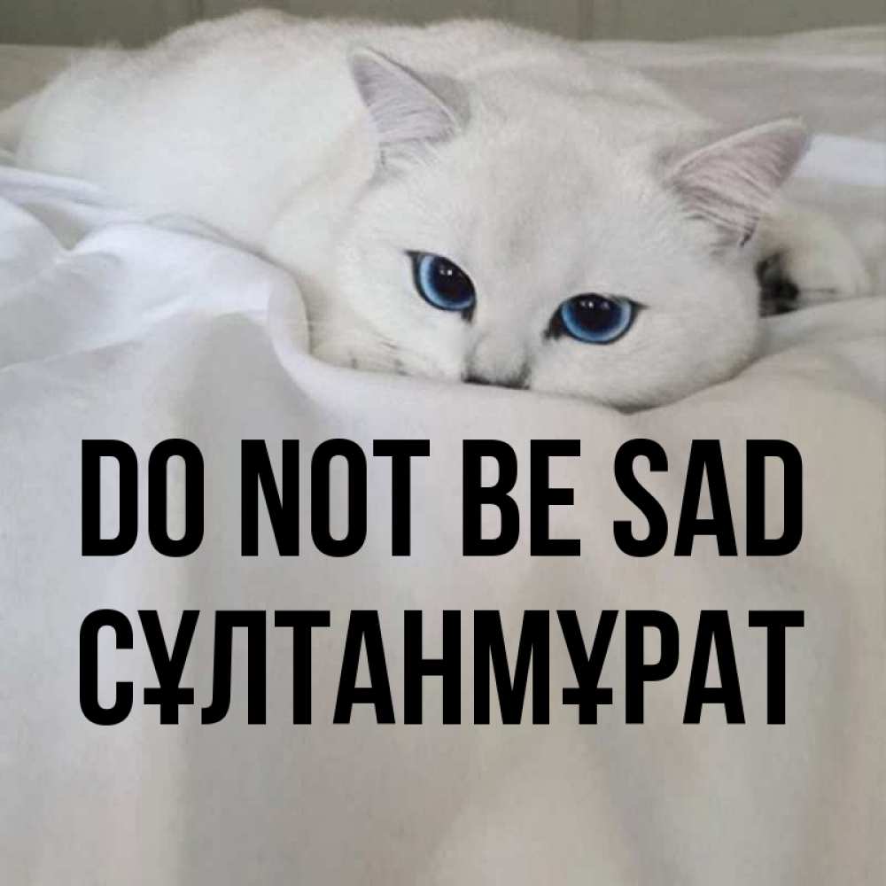 Greetings card с именем, СҰЛТАНМҰРАТ Do not be sad Голубоглазая кошка Greetings with text for free download 